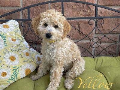 One girl left! Mini Goldendoodle/ golden doodle puppies