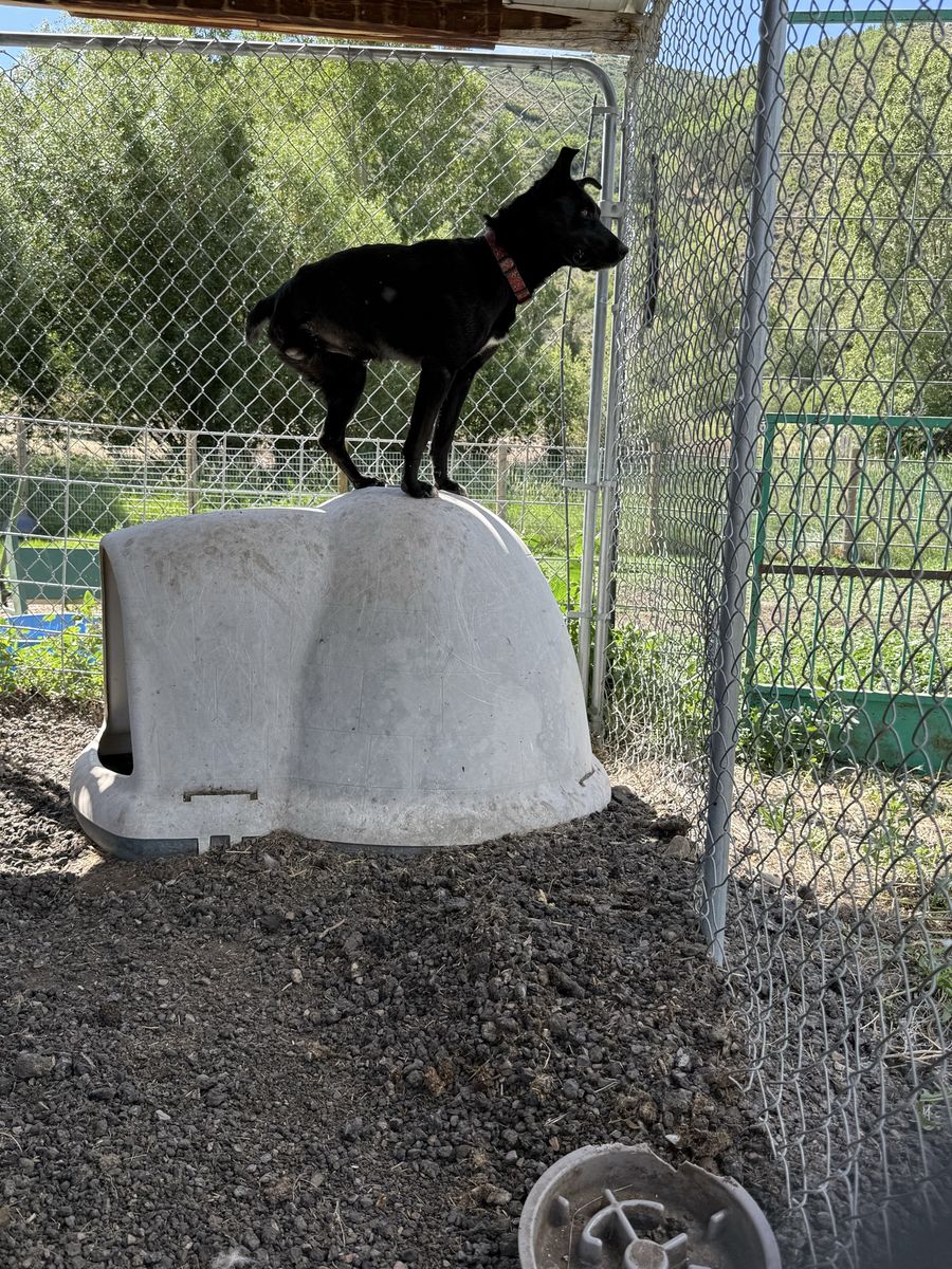 Tripod Working Hanging Tree Cattle Dog
