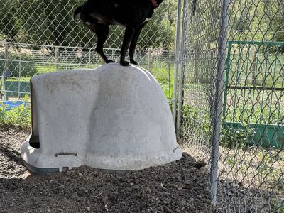 Tripod Working Hanging Tree Cattle Dog