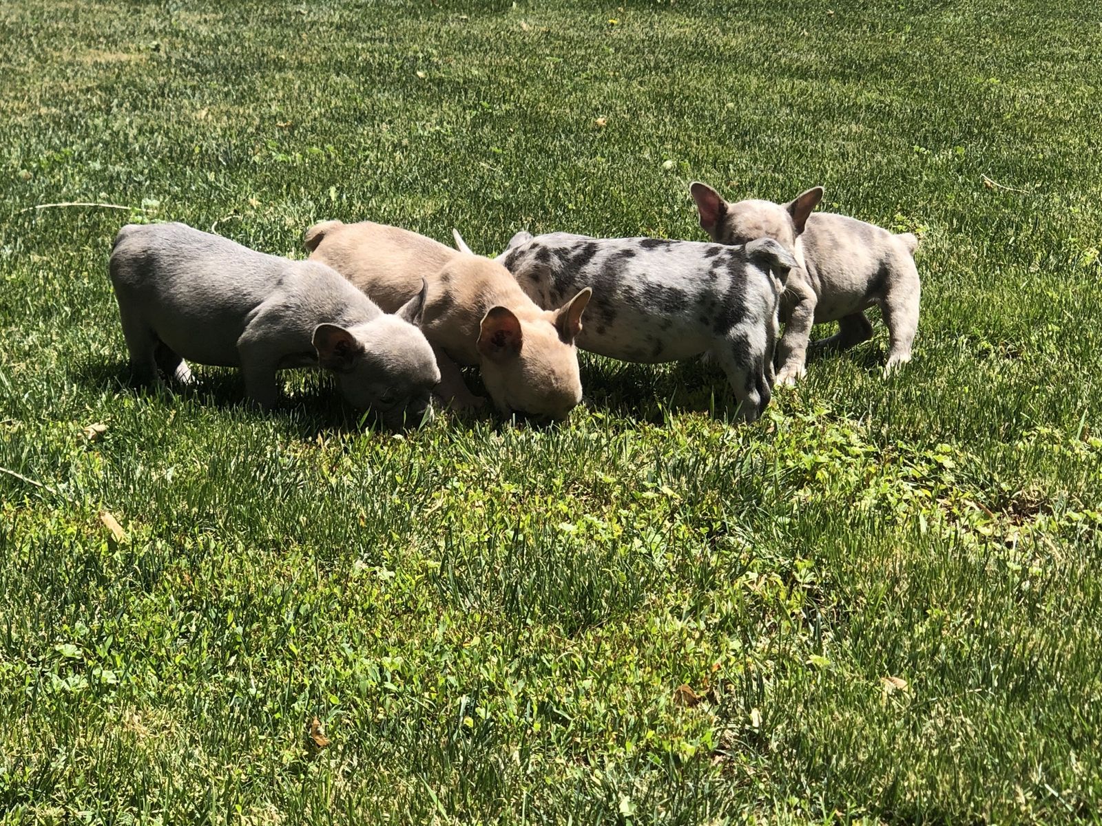 French Bulldog Puppies