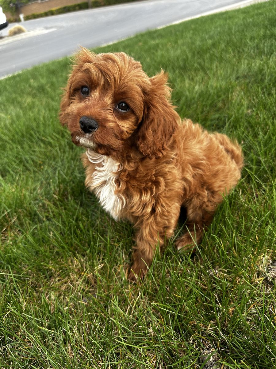 F1 Micro Cavapoo king charles ToY Poodle BOY