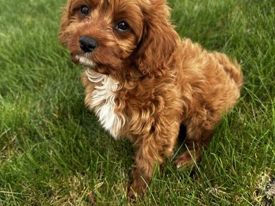 F1 Micro Cavapoo king charles ToY Poodle BOY