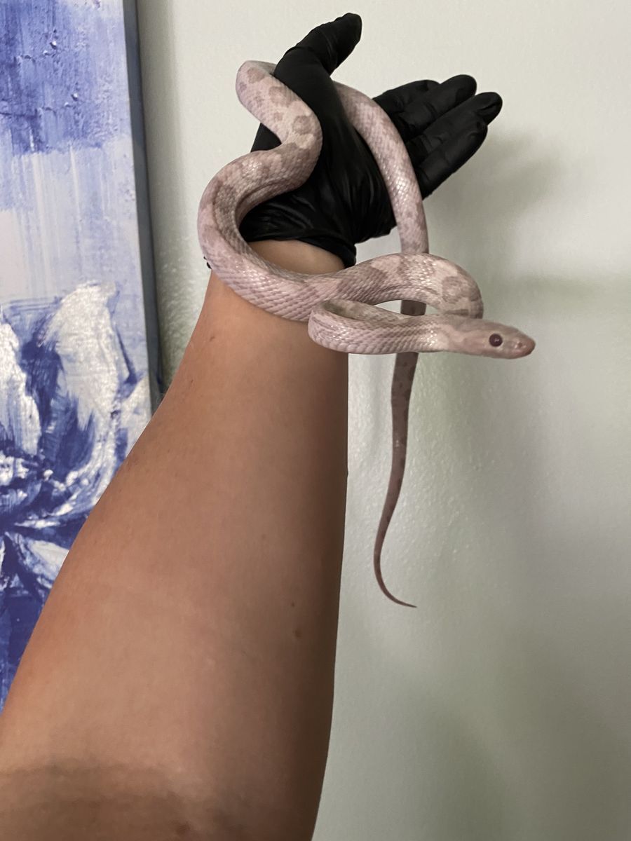 Male  - Lavender Het Amel, Hypo Corn Snake