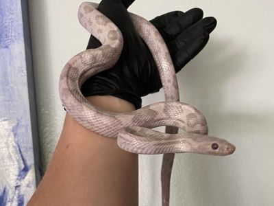 Male - Lavender Het Amel, Hypo Corn Snake