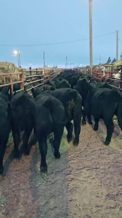 150 Black Angus Calves