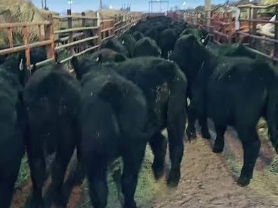 150 Black Angus Calves