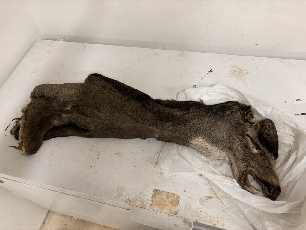 Tanned MuleDeer Cape