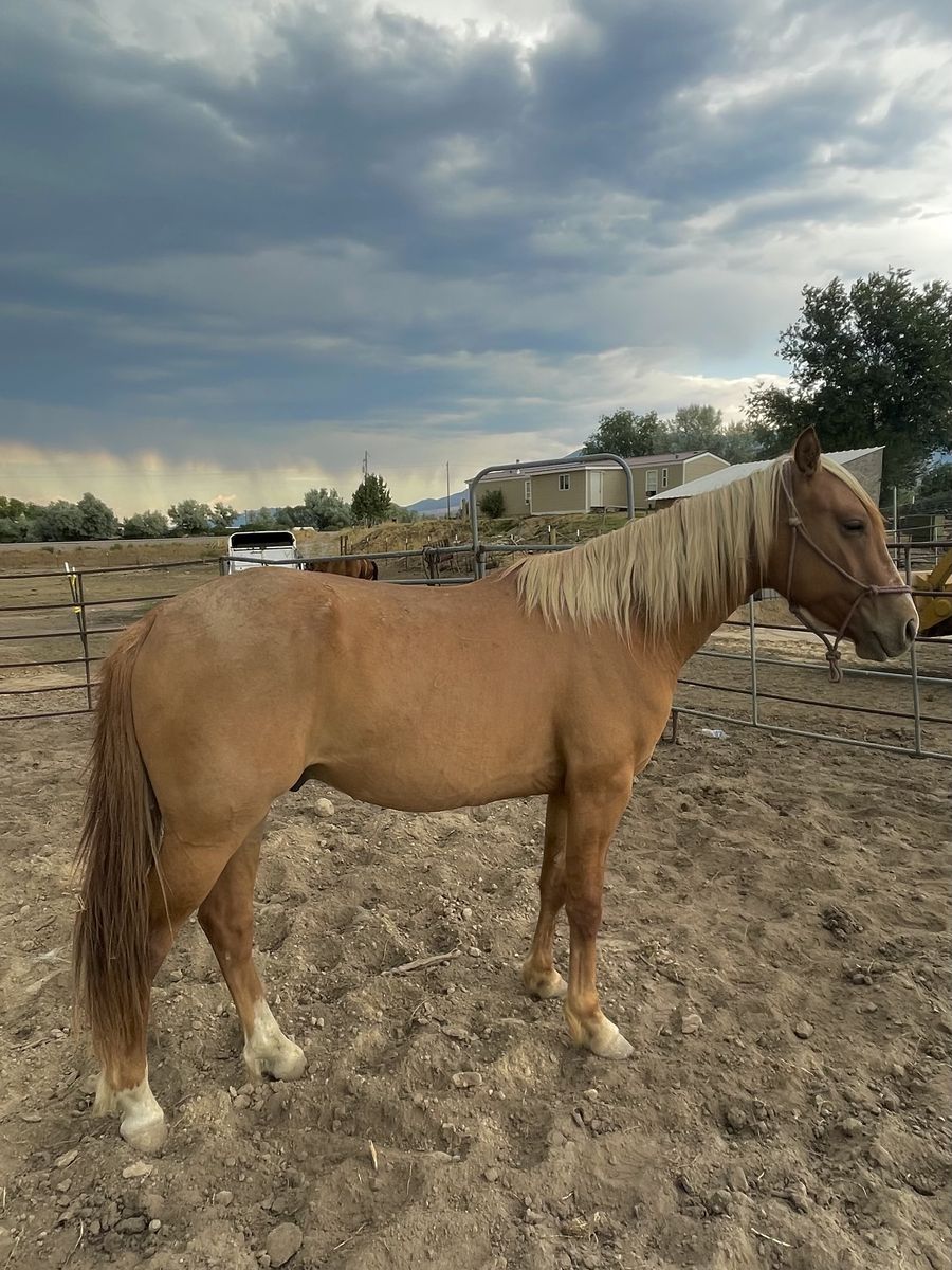 3yr old PROJECT gelding.