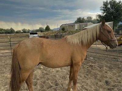 3yr old PROJECT gelding.