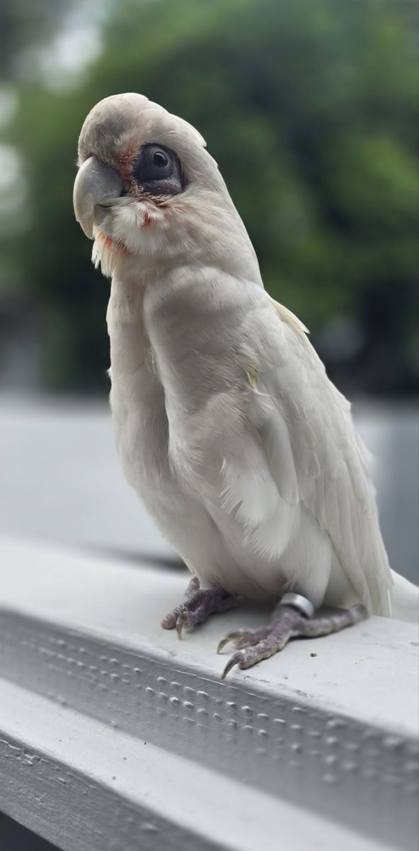 Female bare eye cockatoo