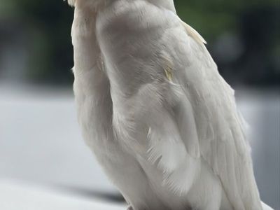 Female bare eye cockatoo