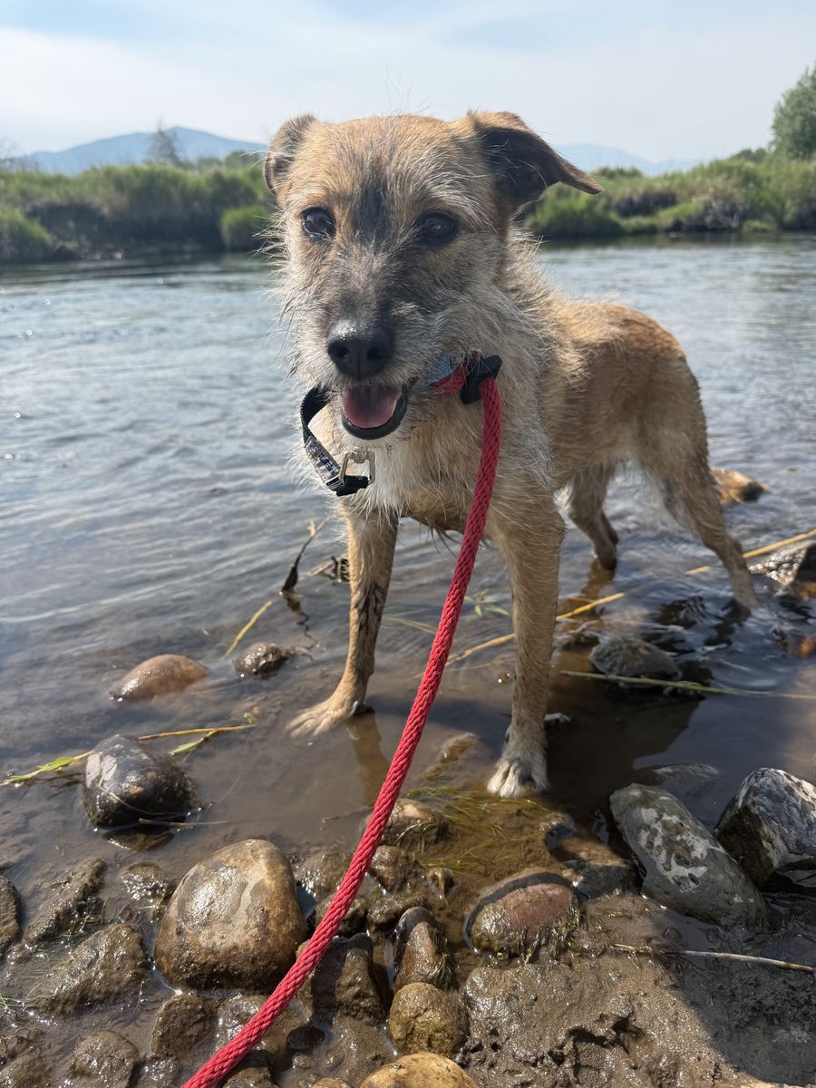 Terrier Mix Puppy
