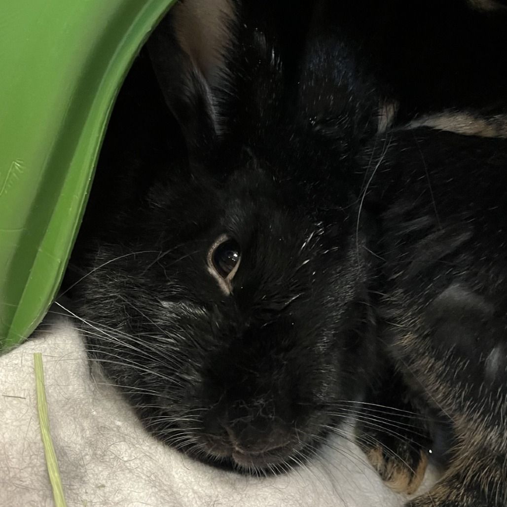 Hello my name is Bambino