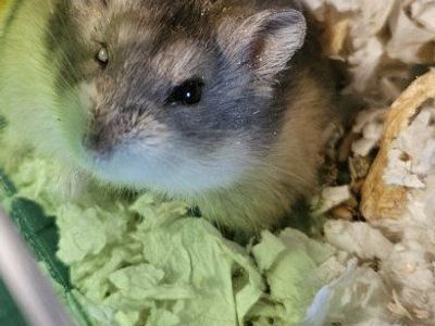 Cute Hamster & Cage - Perfect Small Pet for Your Home