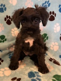 AKC Miniature Schnauzer Puppy - Laika - Hypoallergenic, Black with White Markings