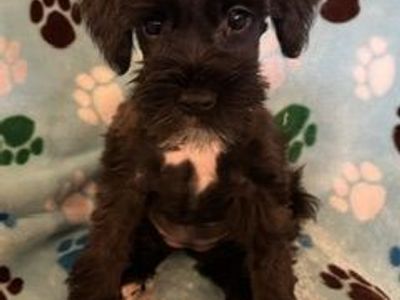 AKC Miniature Schnauzer Puppy - Laika - Hypoallergenic, Black with White Markings