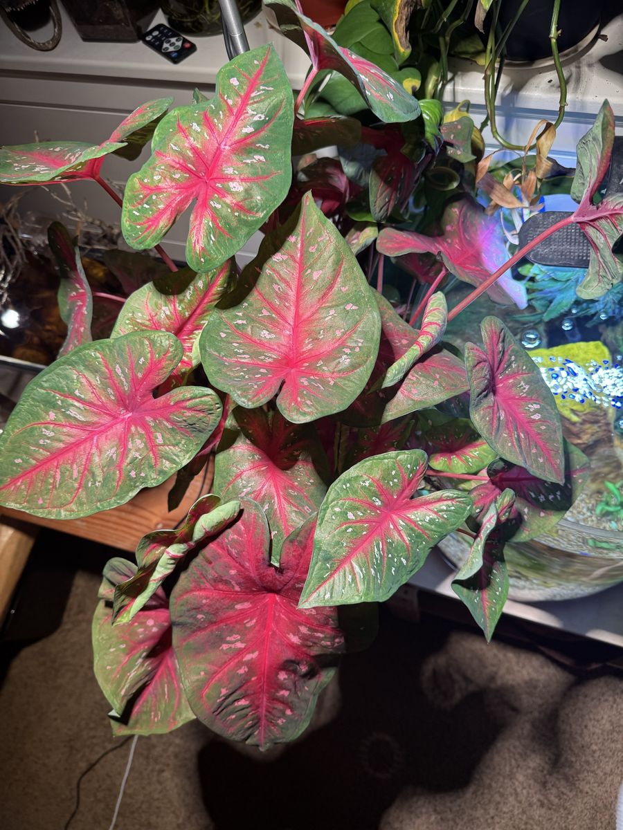 Massive caladium frieda hemple plant 🪴