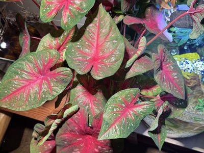 Massive caladium frieda hemple plant šŖ“