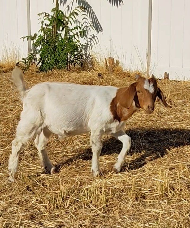 Boer Buckling (price drop sale)