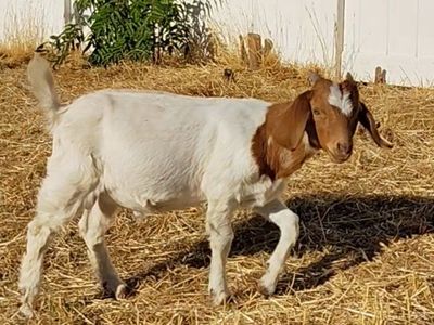 Boer Buckling (price drop sale)