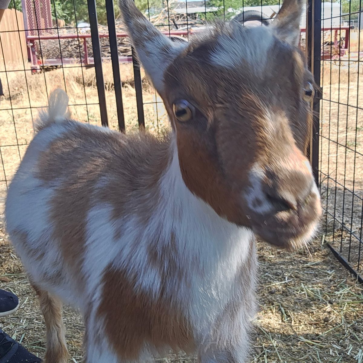 Nigerian dwarf doeling