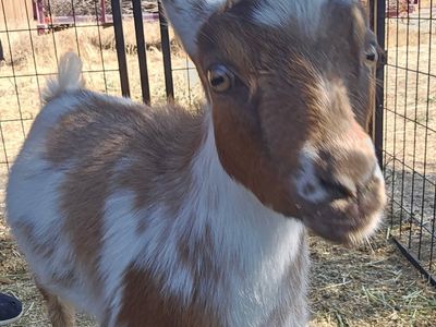 Nigerian dwarf doeling