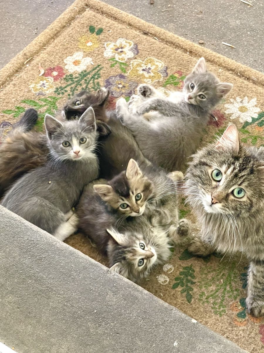 6 Adorable, Cuddly & Playful  9-Week Old Kittens. Prices Vary.