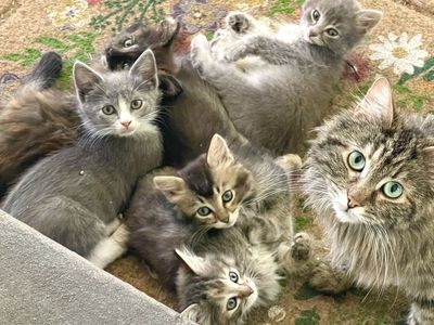 6 Adorable, Cuddly & Playful 9-Week Old Kittens. Prices Vary.