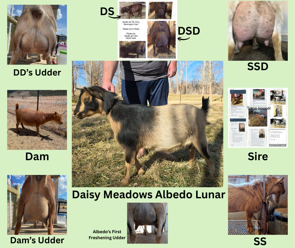 Adga Registered Nigerian Dwarf Doe in milk