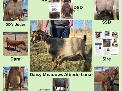 Adga Registered Nigerian Dwarf Doe in milk