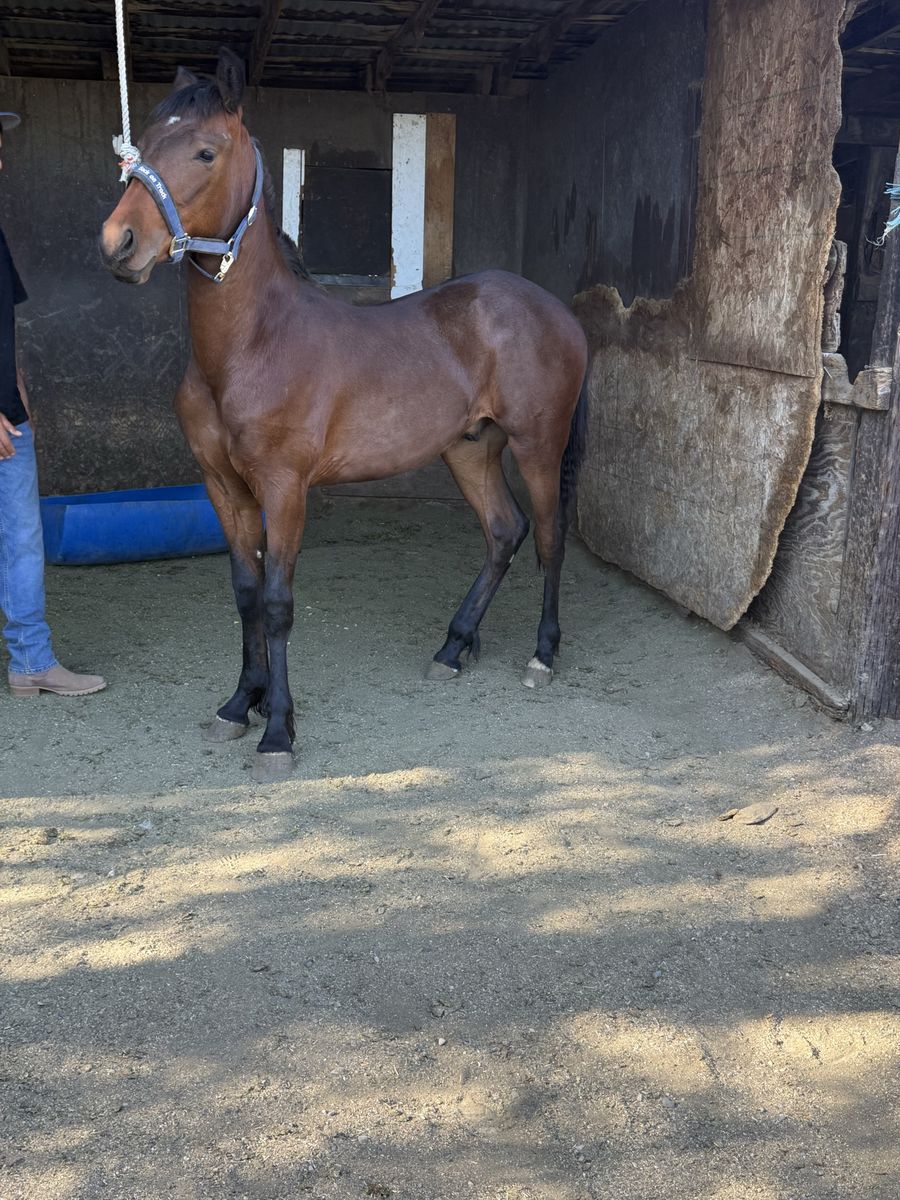 Yearling Colt: Spanish & Friesian Mix, Unregistered - Best Offer