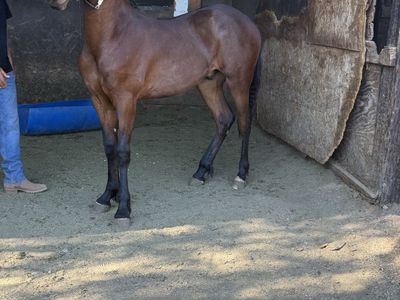 Yearling Colt: Spanish & Friesian Mix, Unregistered - Best Offer