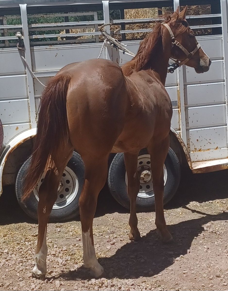 Aqha yearling double bred Corona Cartel
