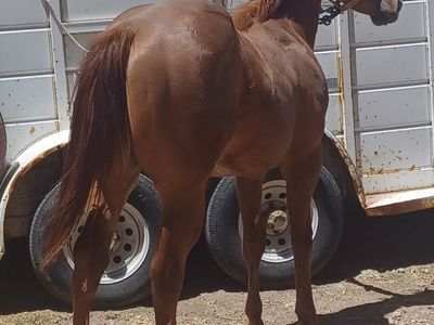 Aqha yearling double bred Corona Cartel