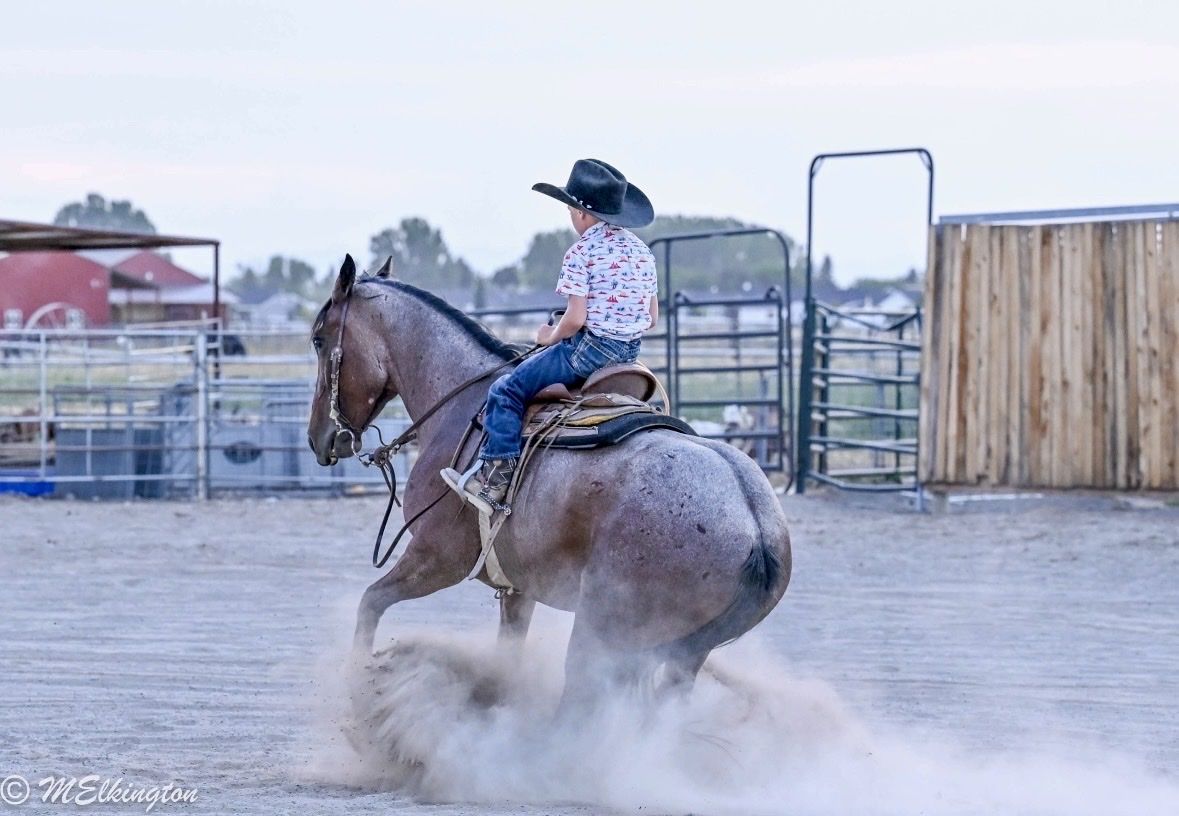 4 year old All Around Mare