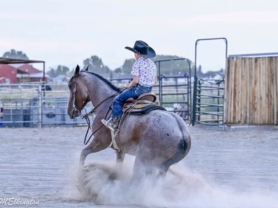 4 year old All Around Mare