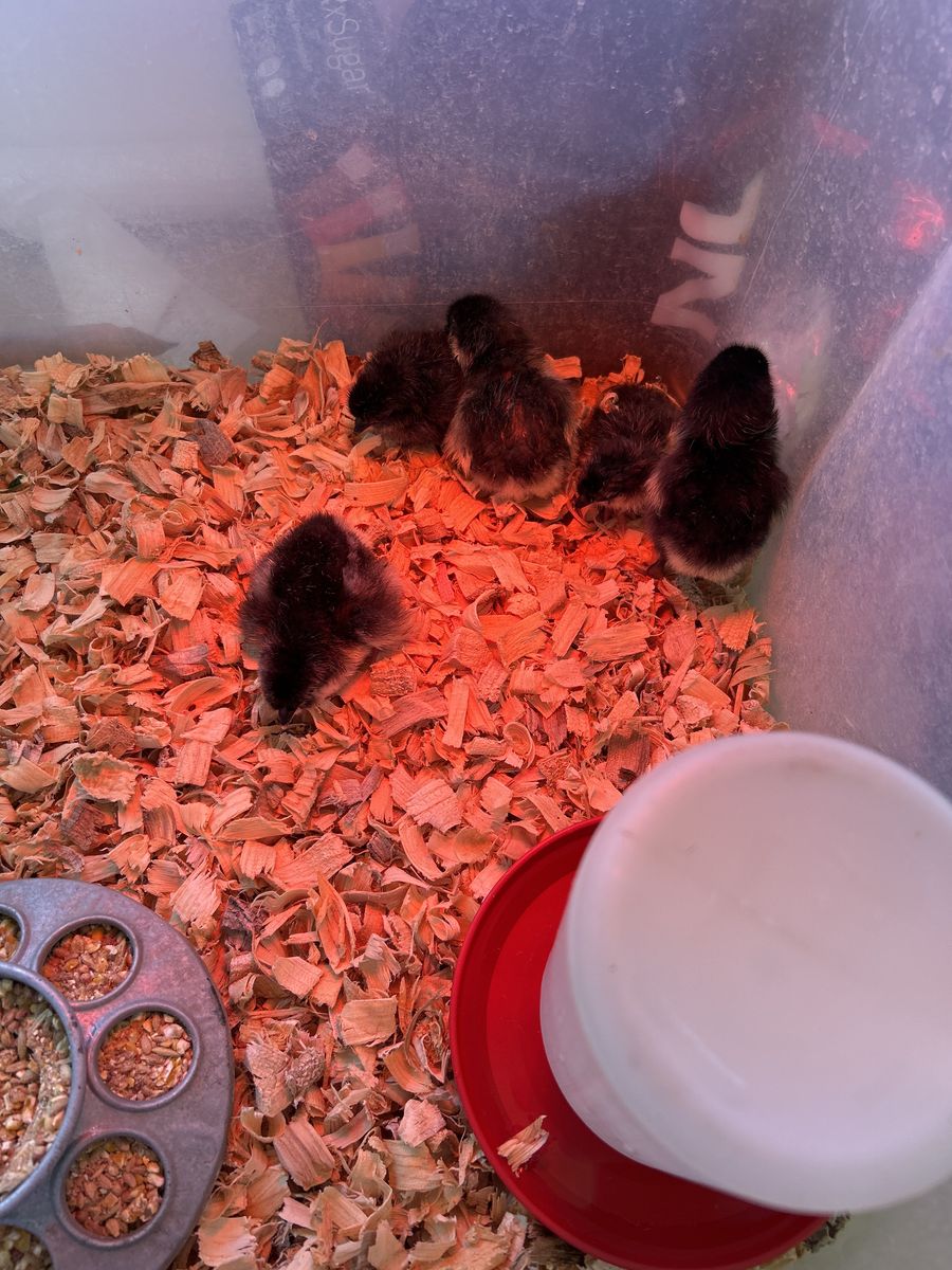 Baby Chickens