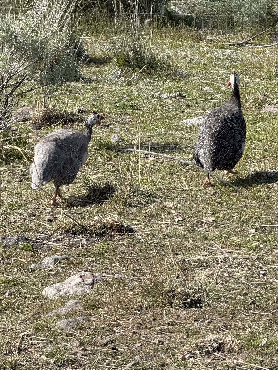 Guinea fowl