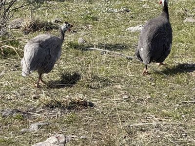 Guinea fowl