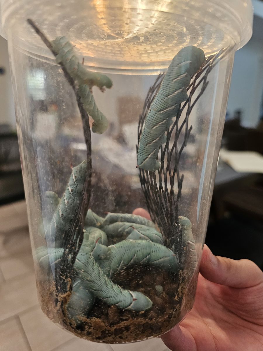 HORNWORMS for CHEAP! Treat your lizard.