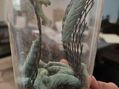 HORNWORMS for CHEAP! Treat your lizard.