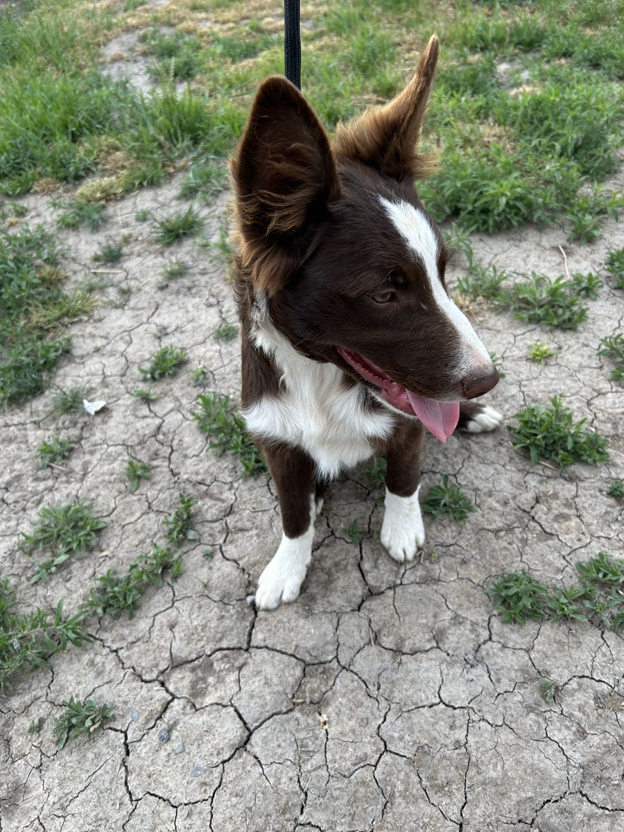 Collie 1/4 Mcnab pups