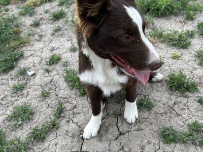 Collie 1/4 Mcnab pups