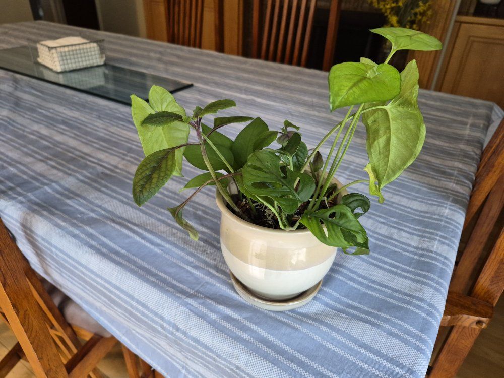 Main image 6