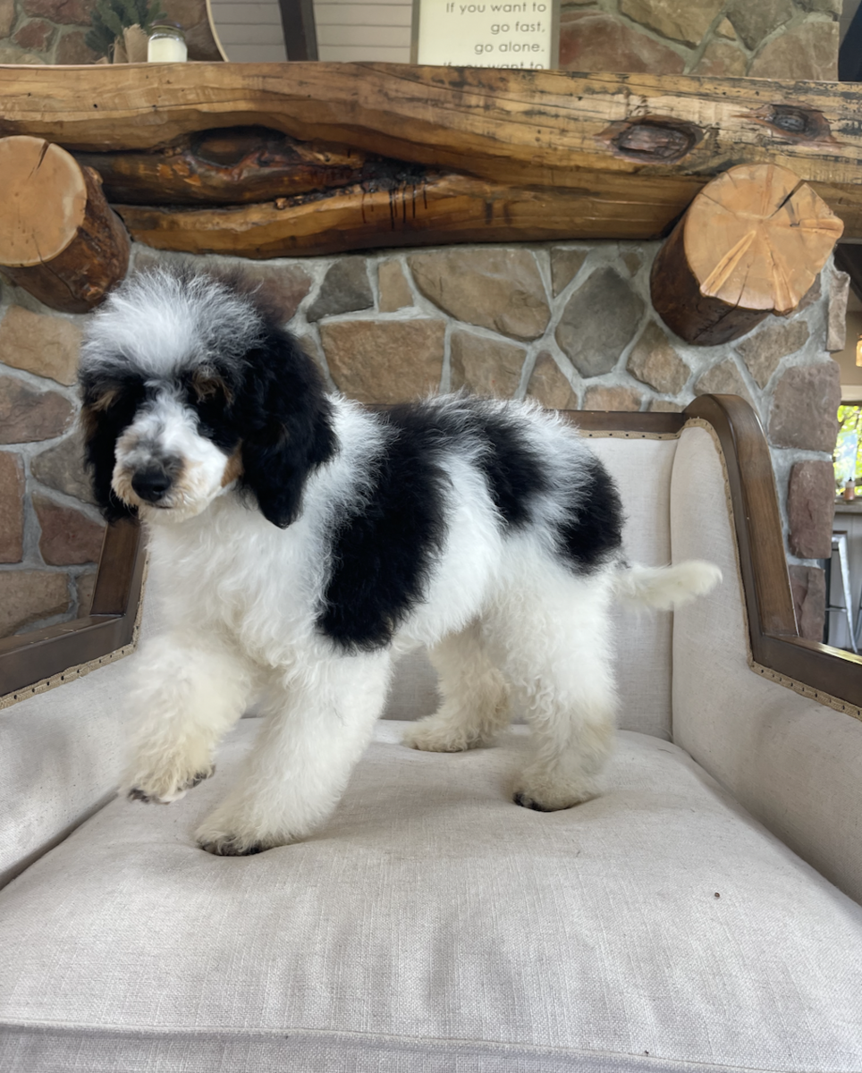 Male Tri Colored Moyen Poodle unaltered