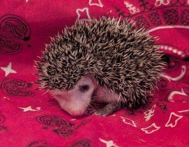 Female Baby Hedgehog "Harley Quill"