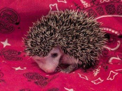 Female Baby Hedgehog "Harley Quill"