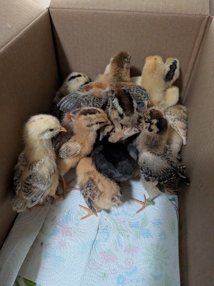 Barnyard chicks