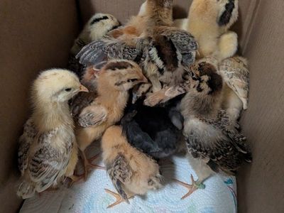 Barnyard chicks