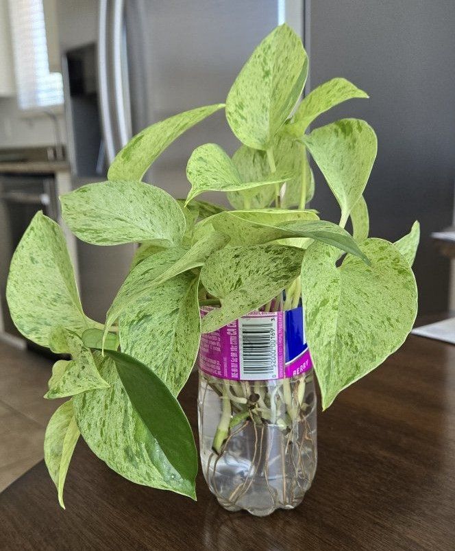 Snow Queen Pothos Starter Plant